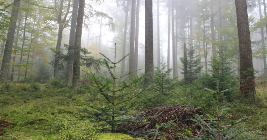 Tematické číslo časopisu Journal of Forest Science
