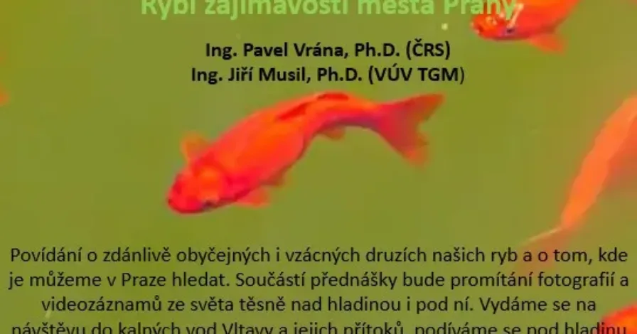 Rybí zajímavosti města Prahy