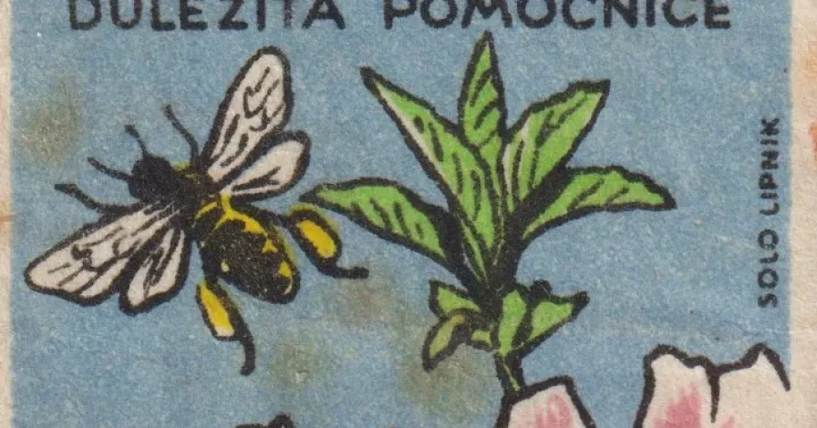 Přinášíme retro edici zápalkových nálepek s motivy ovoce a zeleniny. Vzpomínáte si na ně?